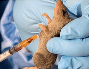 FG Tracks 357 Suspected Lassa Fever Cases After UK Returnee’s Death