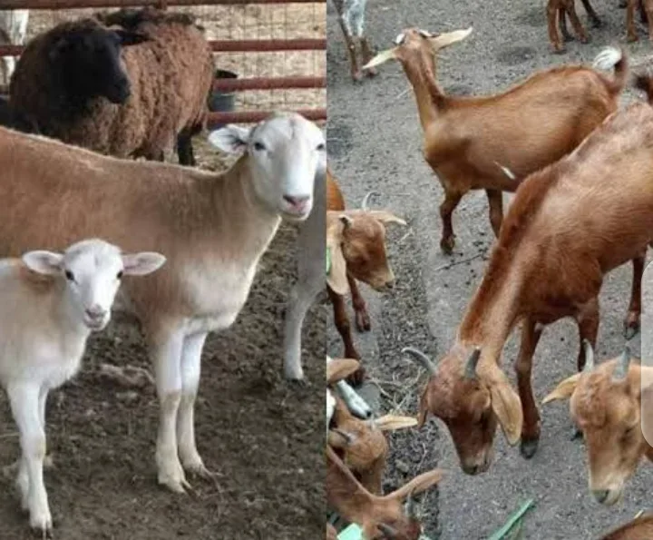 Kano Govt Arrests Goats for Allegedly Eating Tree Seedlings